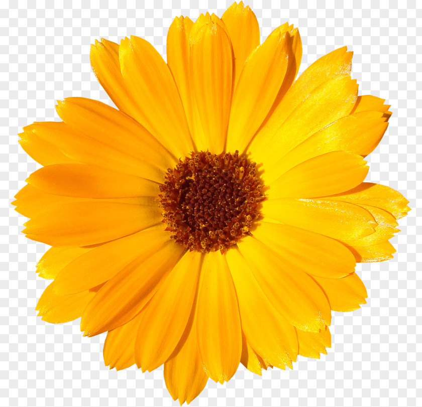 Flower Common Sunflower Daisy Clip Art PNG