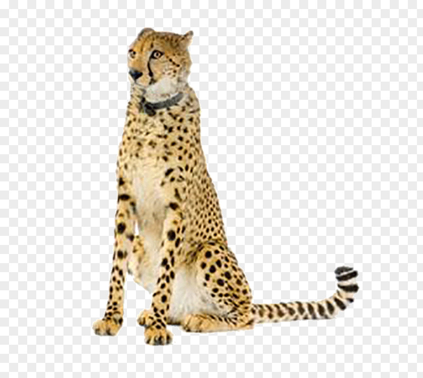 Leopard Cheetah Maasai Mara Eurasian Lynx Stock Photography PNG