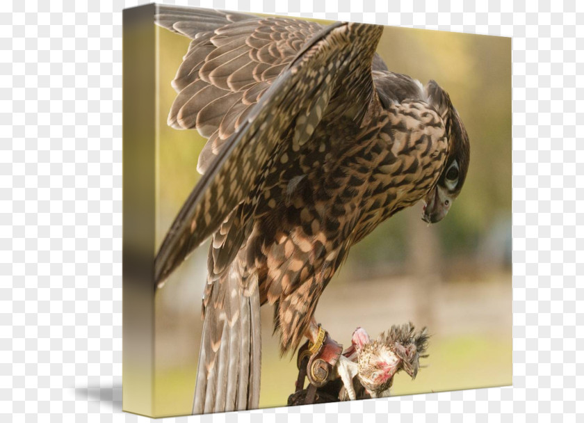 Owl Hawk Buzzard Eagle Beak PNG