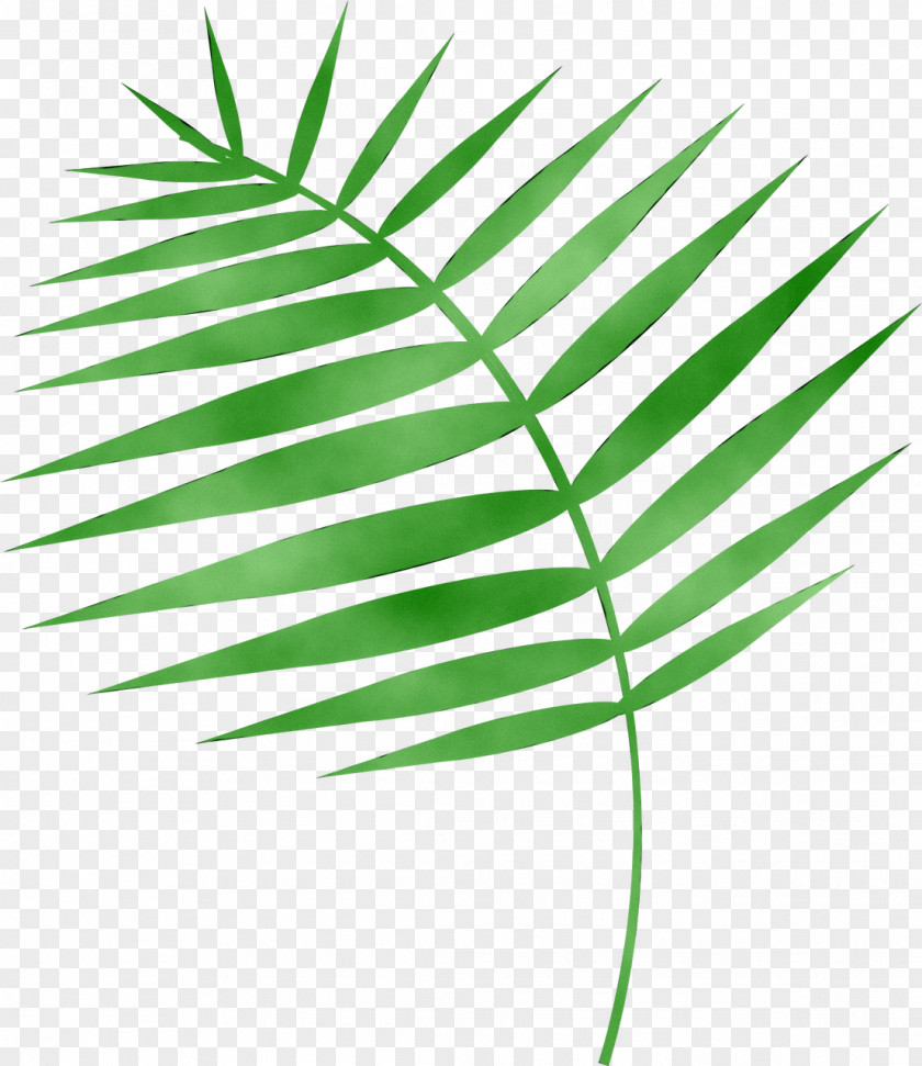 Palm Trees Plant Stem Grasses Line Leaf PNG