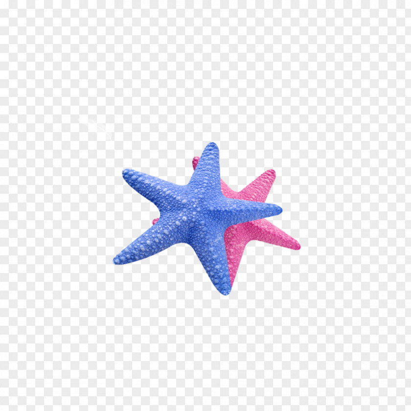 Sea Stars Starfish Callopatiria Granifera Icon PNG