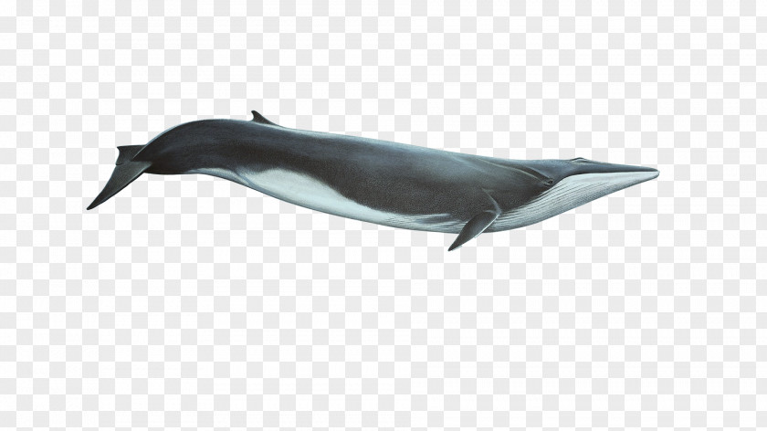 Whale Tucuxi Short-beaked Common Dolphin White-beaked Wholphin Porpoise PNG