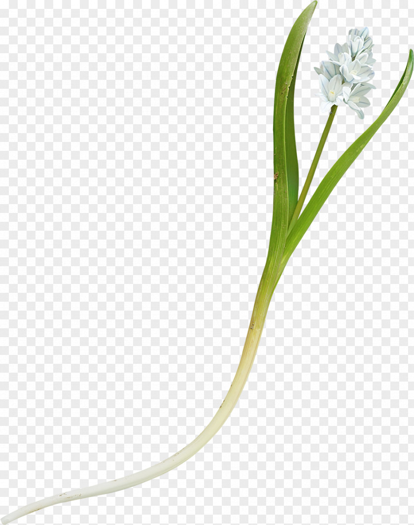 White Flower Grasses Flowering Plant Stem PNG