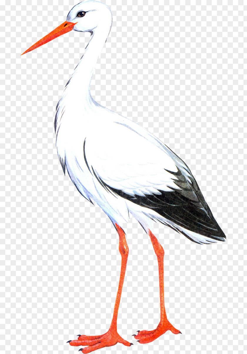Bird White Stork Crane The Clip Art PNG