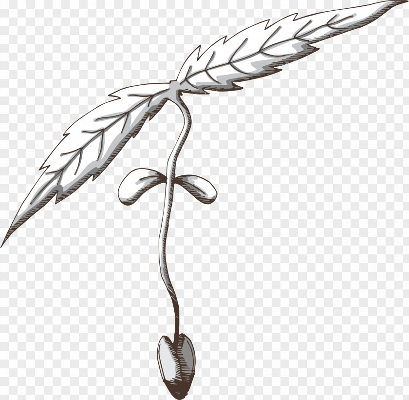 Drawing Line Art Feather PNG