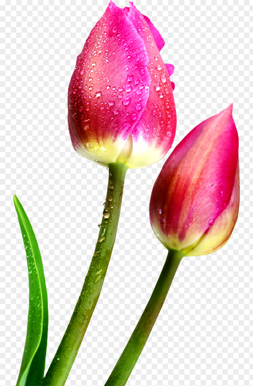 Flower Fototapet Paper Tulip Wallpaper PNG