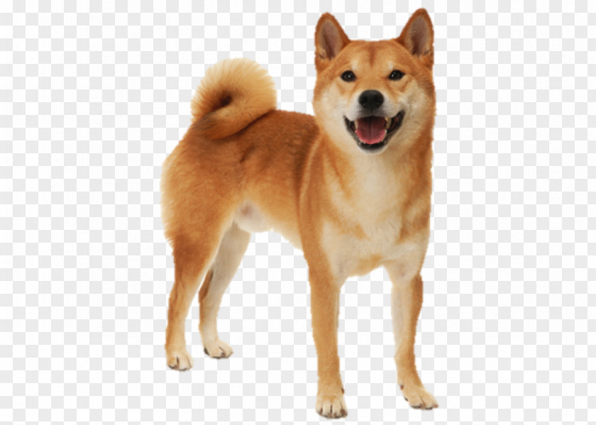 Puppy Shiba Inu Saluki Akita Dog Breed PNG