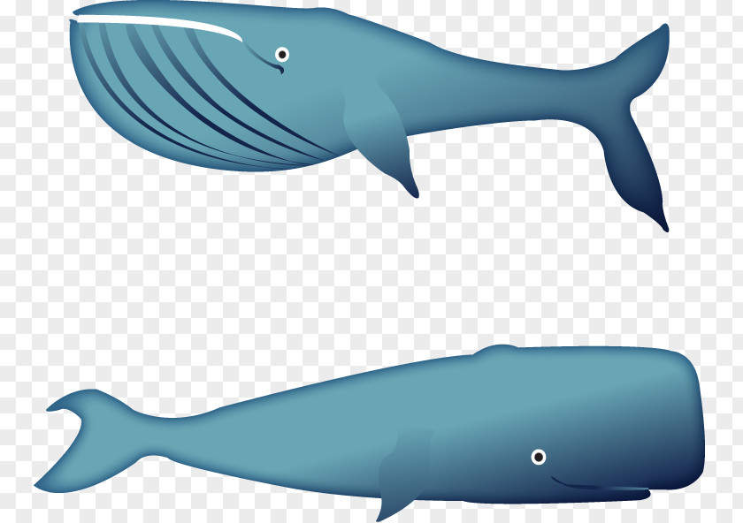 Sharks Vector Squaliformes Requiem Shark Fin Soup Euclidean PNG