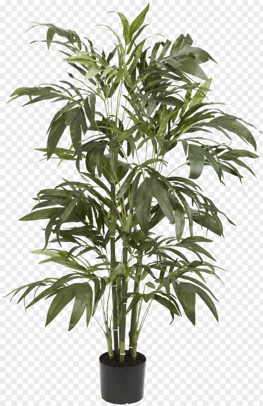 Bamboo Palm Areca Arecaceae Tree Plant PNG