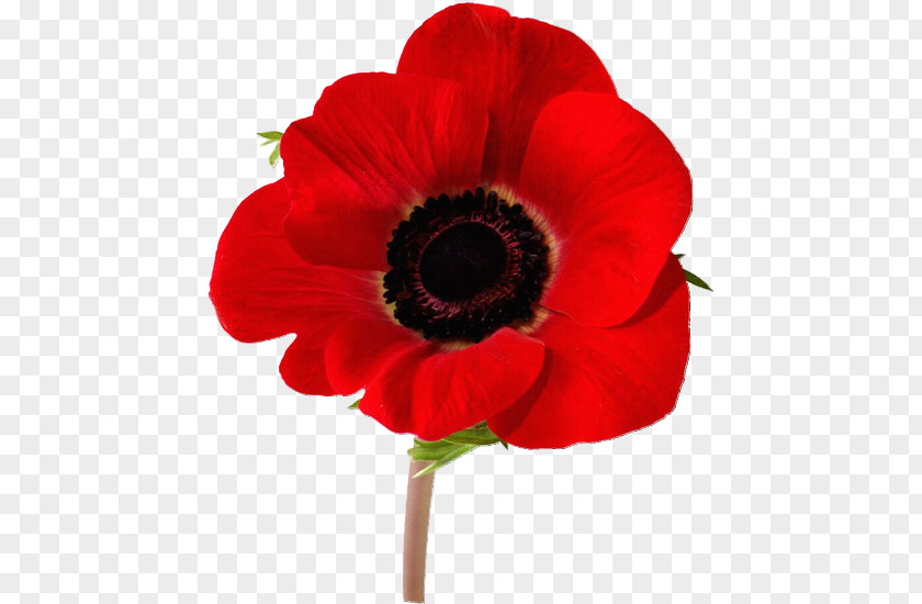 Flash Remembrance Poppy Tattoo Opium PNG