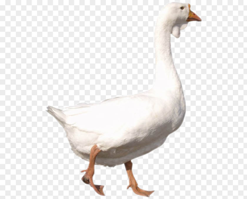 Goose Duck PNG