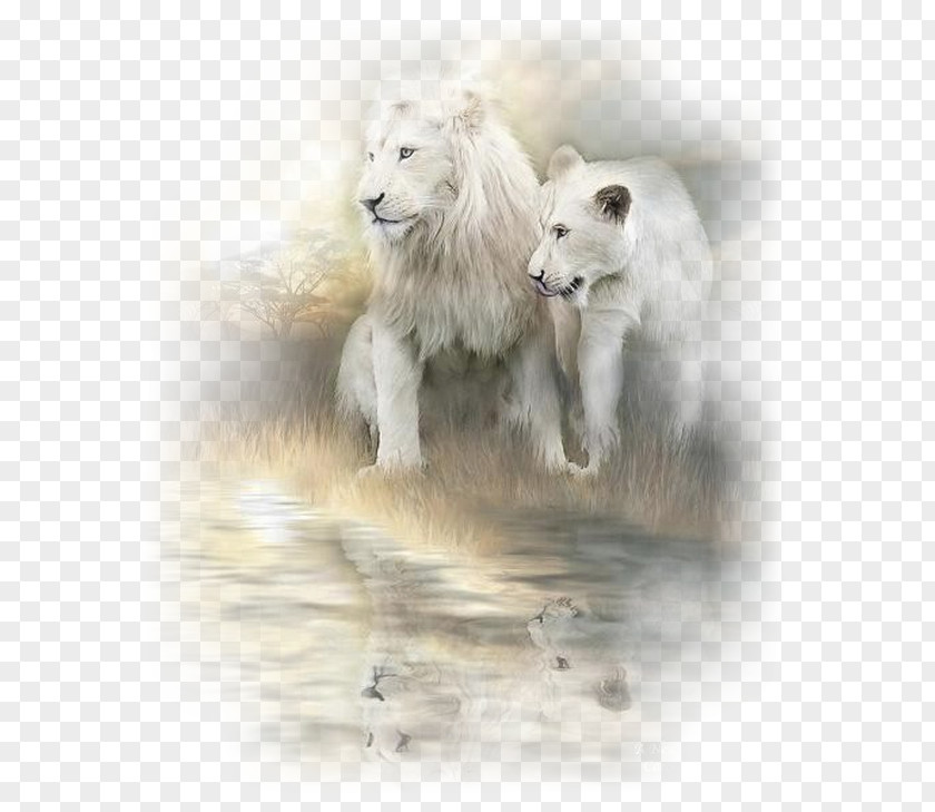 Lion White Painting Cat Art PNG