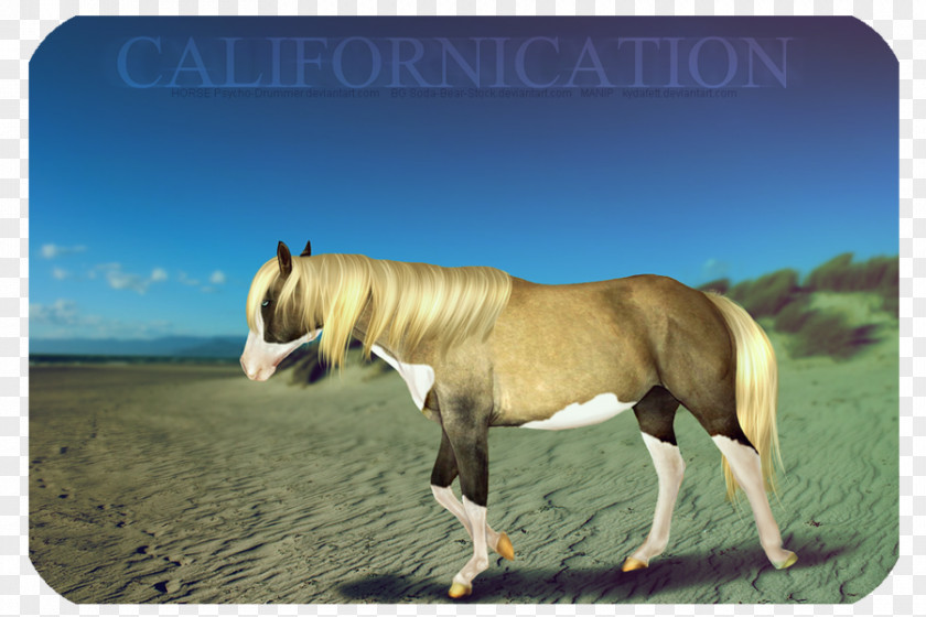 Mustang Stallion Mare Fauna Pack Animal PNG