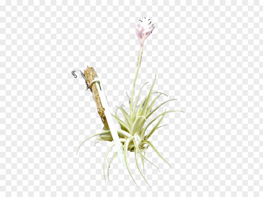 Plant Bromeliads Tillandsia Cacticola Sansevieria Succulent PNG