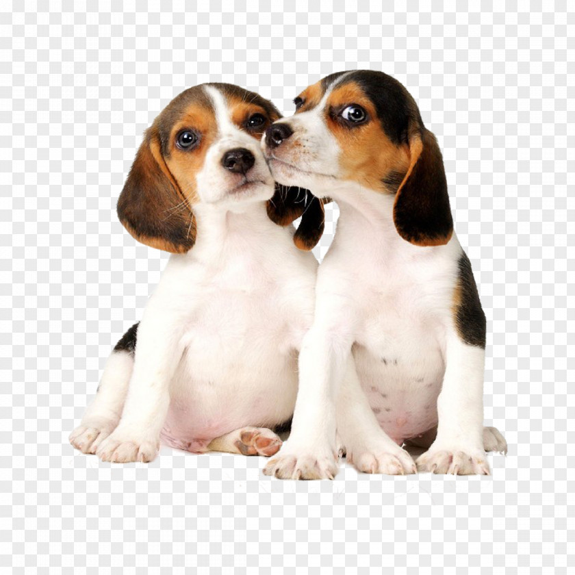 Puppy Beagle Pug Affenpinscher Post Cards PNG