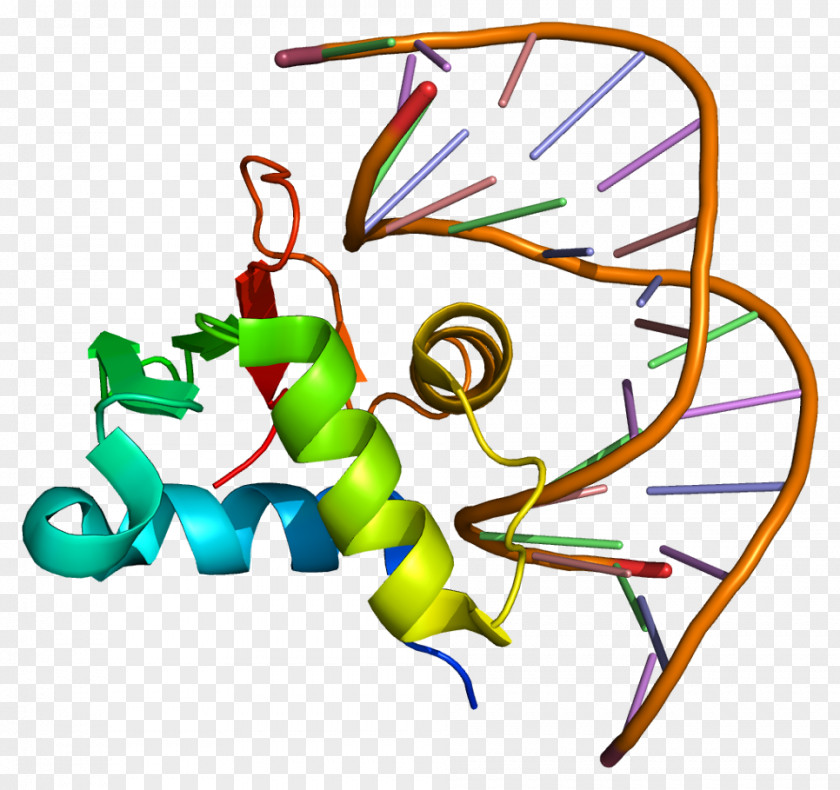 SPDEF Protein Gene ETS Transcription Factor Family Prostate-specific Antigen PNG