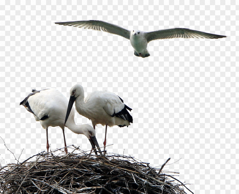 Birds Animals Stork White Bird Crane PNG