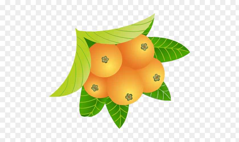 Orange PNG