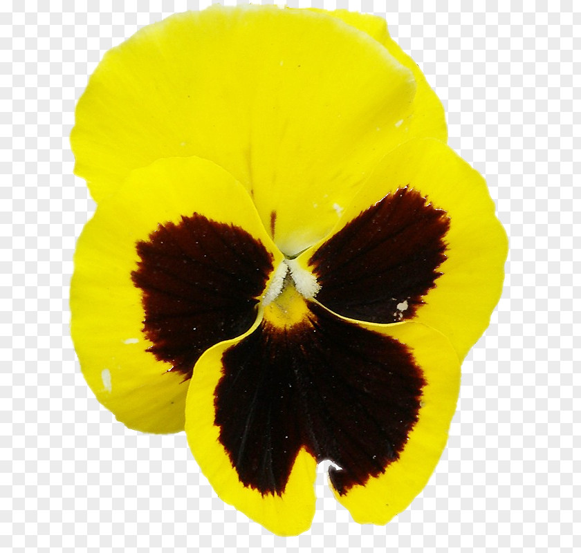 Plant Pansy Sowing Biennial Seed PNG