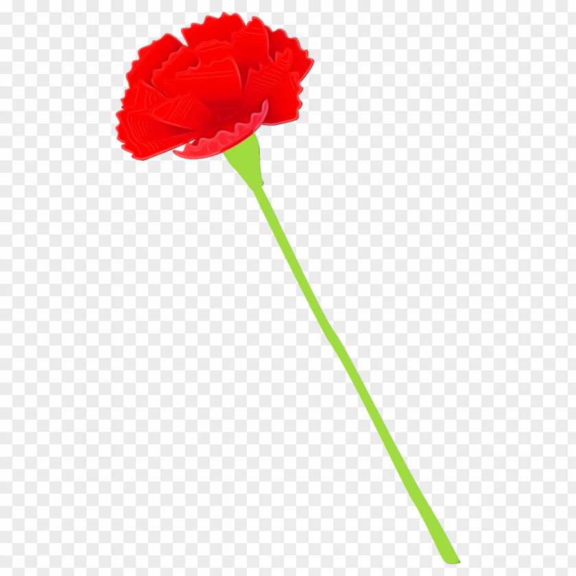 Red Flower Plant Carnation Cut Flowers PNG