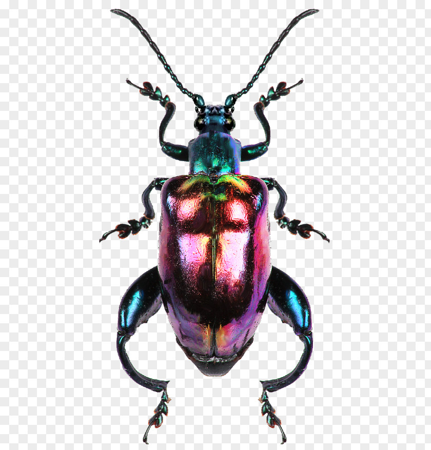 Tiger Beetle Bug Picsart Background PNG