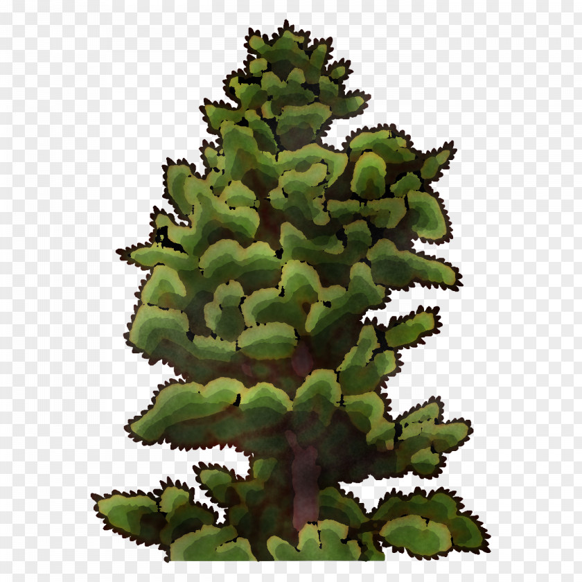 Tree Pine Spruce Larch Leaf PNG