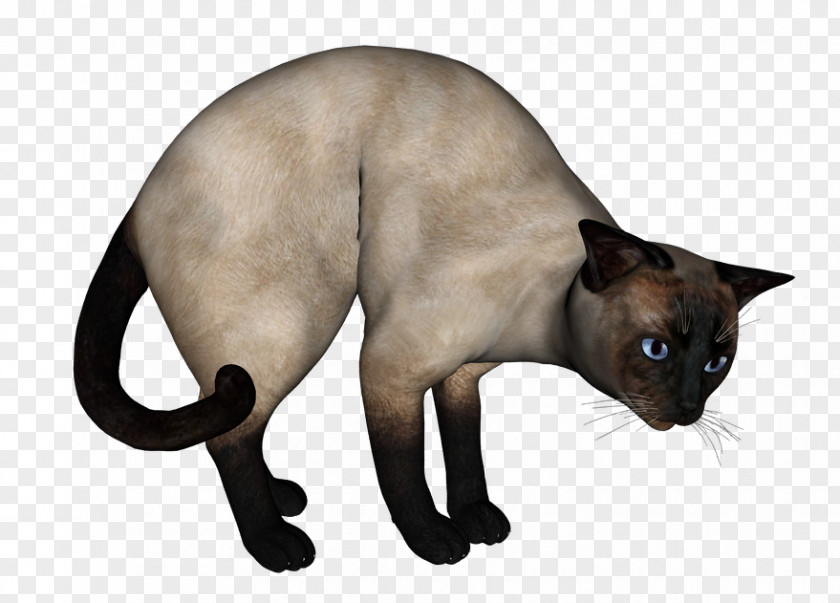 White Cat Siamese Tonkinese Domestic Short-haired Whiskers PNG