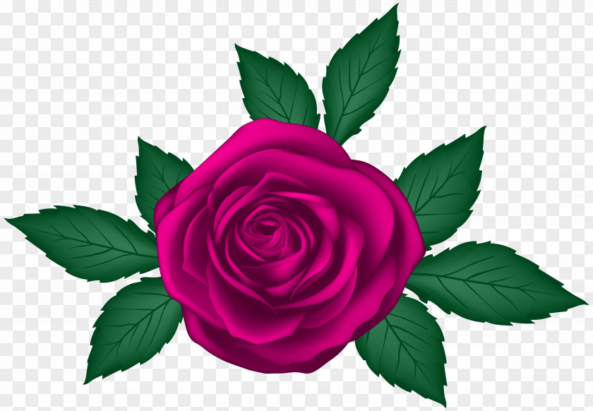 Garden Roses Pink Flowers Clip Art PNG