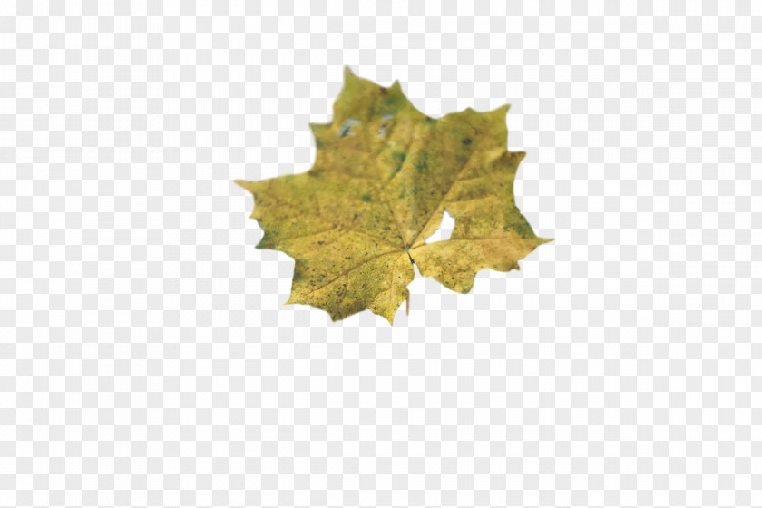 Leaf Maple / M M-tree Tree Biology PNG