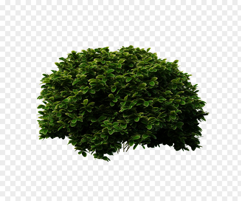 Outdoor Psd Shrub Clip Art Image Plants PNG