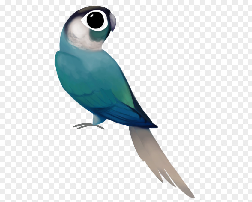 Psittacinae Lovebird Macaw Parakeet Pet Feather PNG