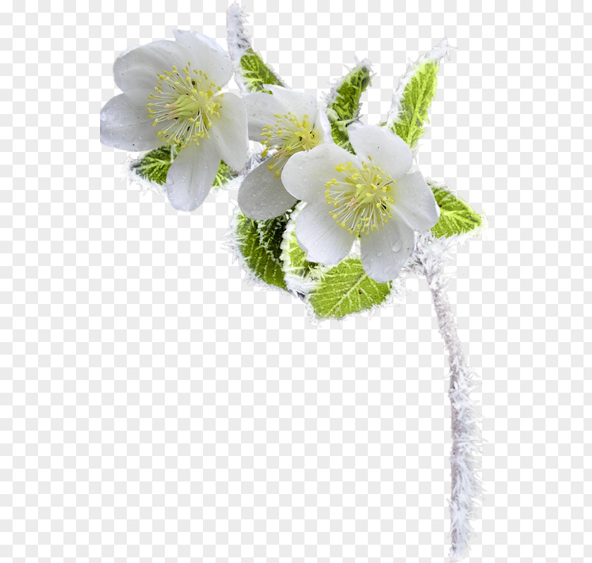 Flower Photography Clip Art PNG