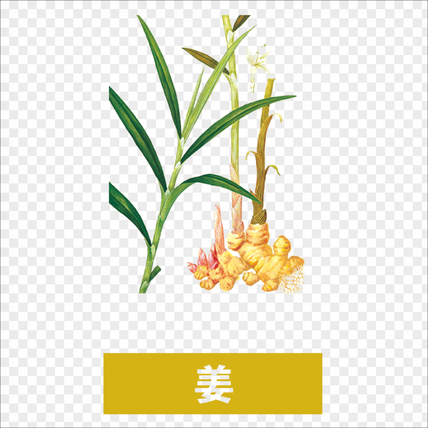 Ginger Tea Chinese Herbology PNG