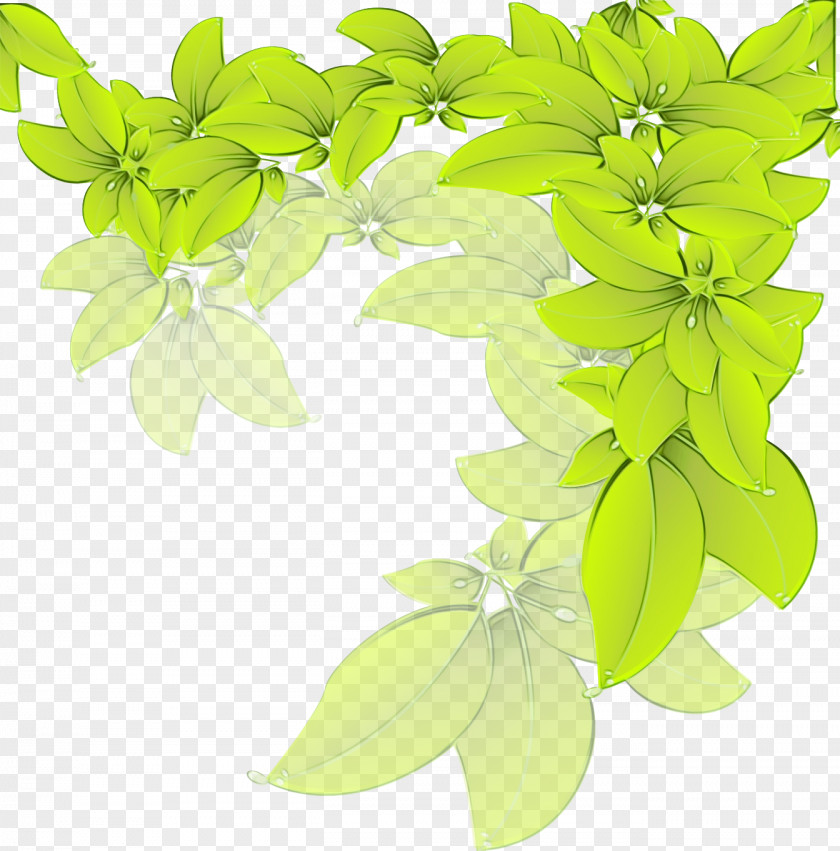Leaf Herbal Medicine Lemon Basil Herb Green PNG