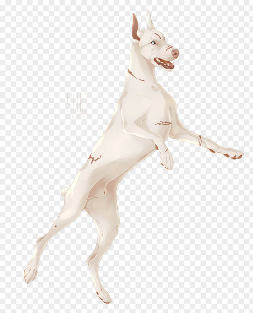 Strawberry Milk Ibizan Hound Italian Greyhound Dog Breed Carnivora PNG