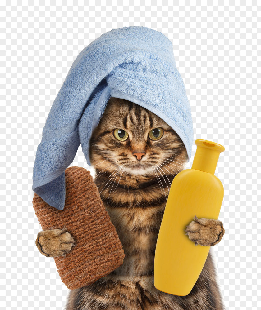 Take Shower Gel Kitten Cat Towel Pet Polyester PNG
