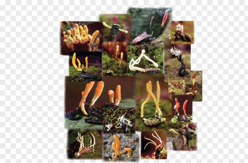 Caterpillar Fungus Cordyceps Pupa PNG