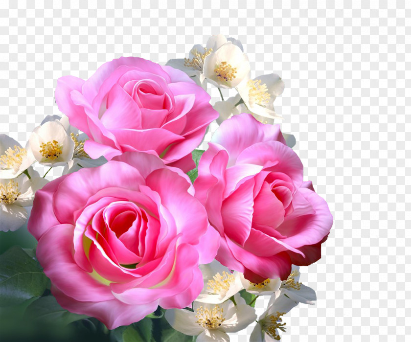 Flowers Leaves Pink Roses Still Life: Garden Centifolia Beach Rose PNG