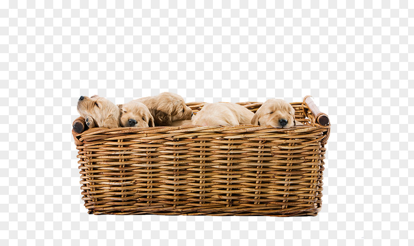 Newborn Puppy Golden Retriever Yorkshire Terrier Labrador Cuteness PNG