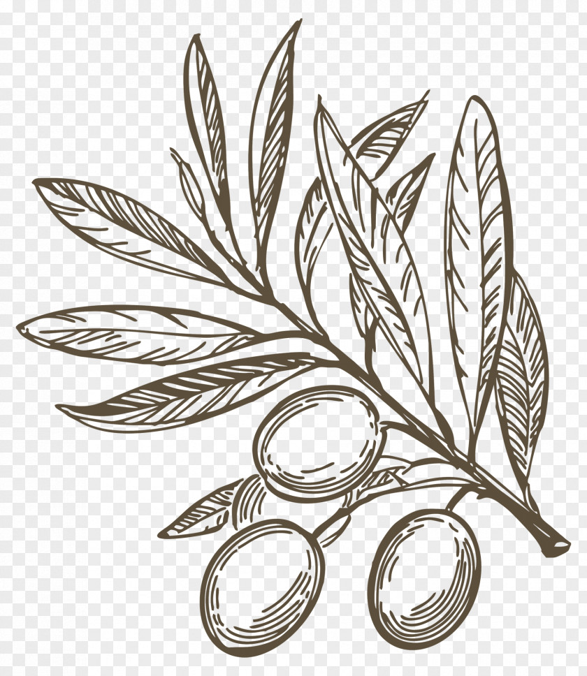 Olive Branch Drawing Oil Mediterranean Cuisine PNG