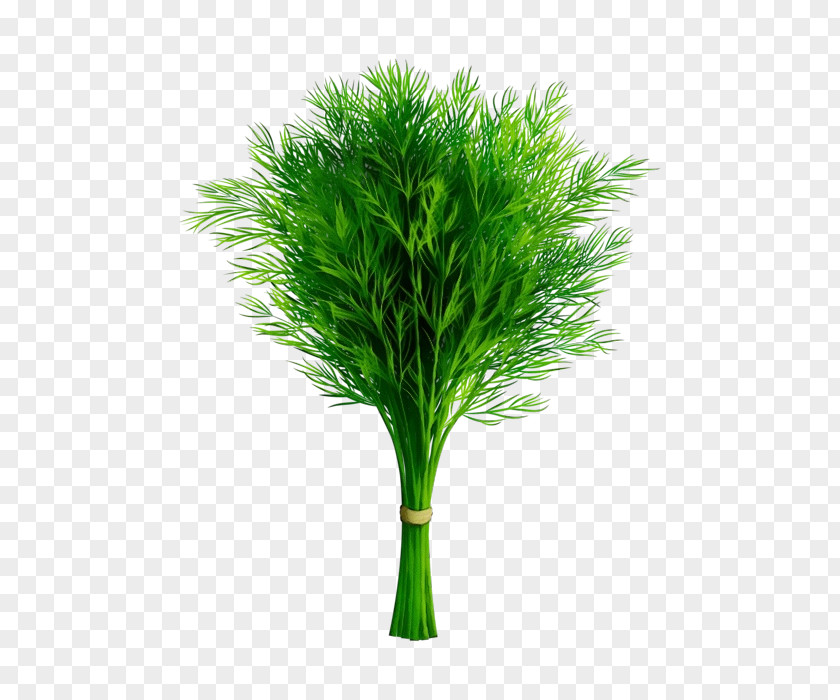 Plant Stem Grasses Tree Flowerpot PNG
