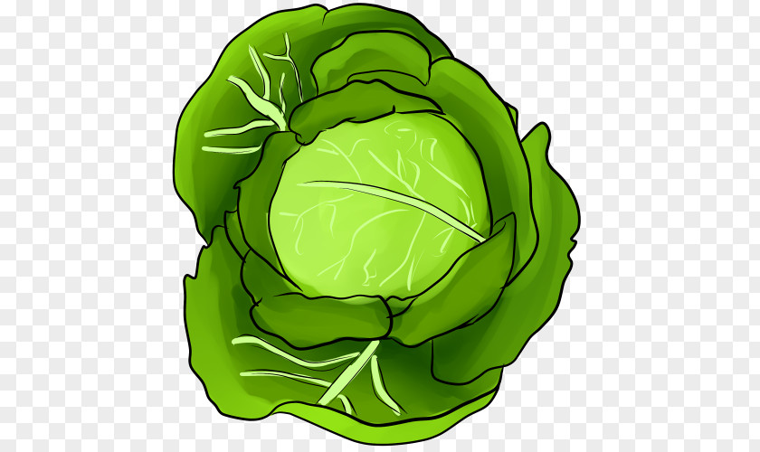 Registered Ali Drew Cabbage Greens Vegetable Leaf Clip Art PNG