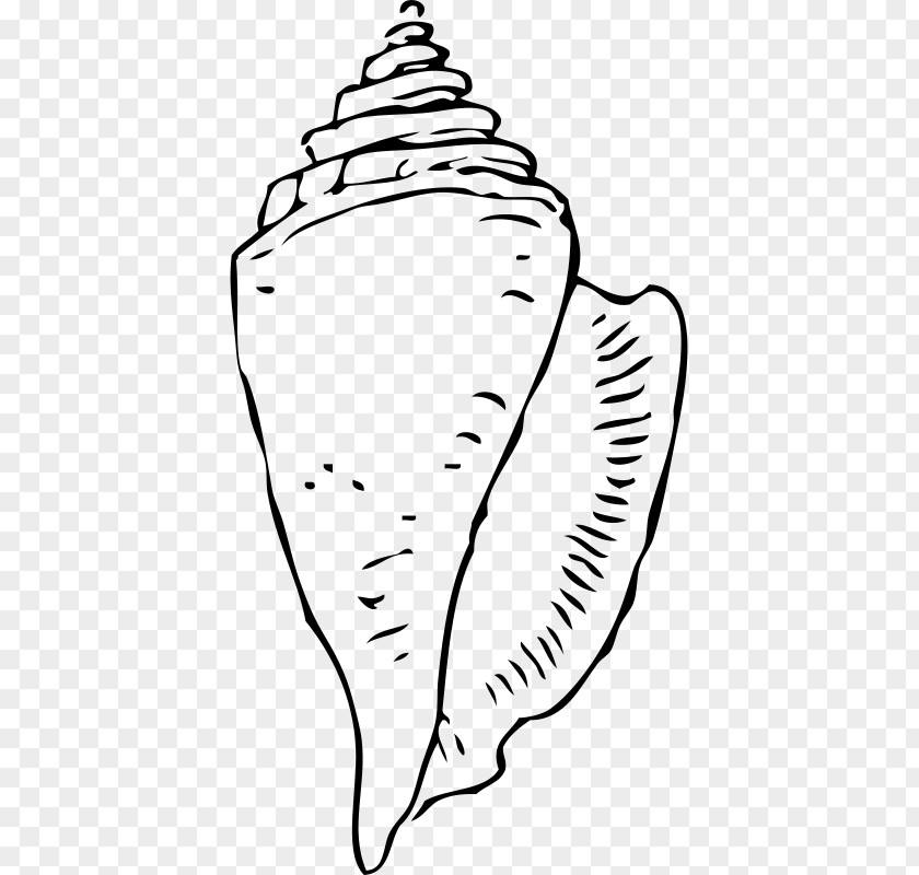 Seashell Conch Gastropod Shell Clip Art PNG