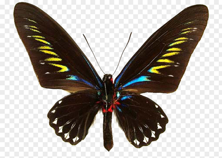 Butterfly Trogonoptera Brookiana Birdwing Ornithoptera Priamus Gynandromorphism PNG