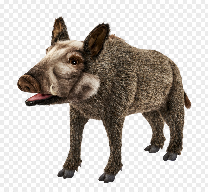 Donkey Peccary Domestic Pig Snout Mammal PNG