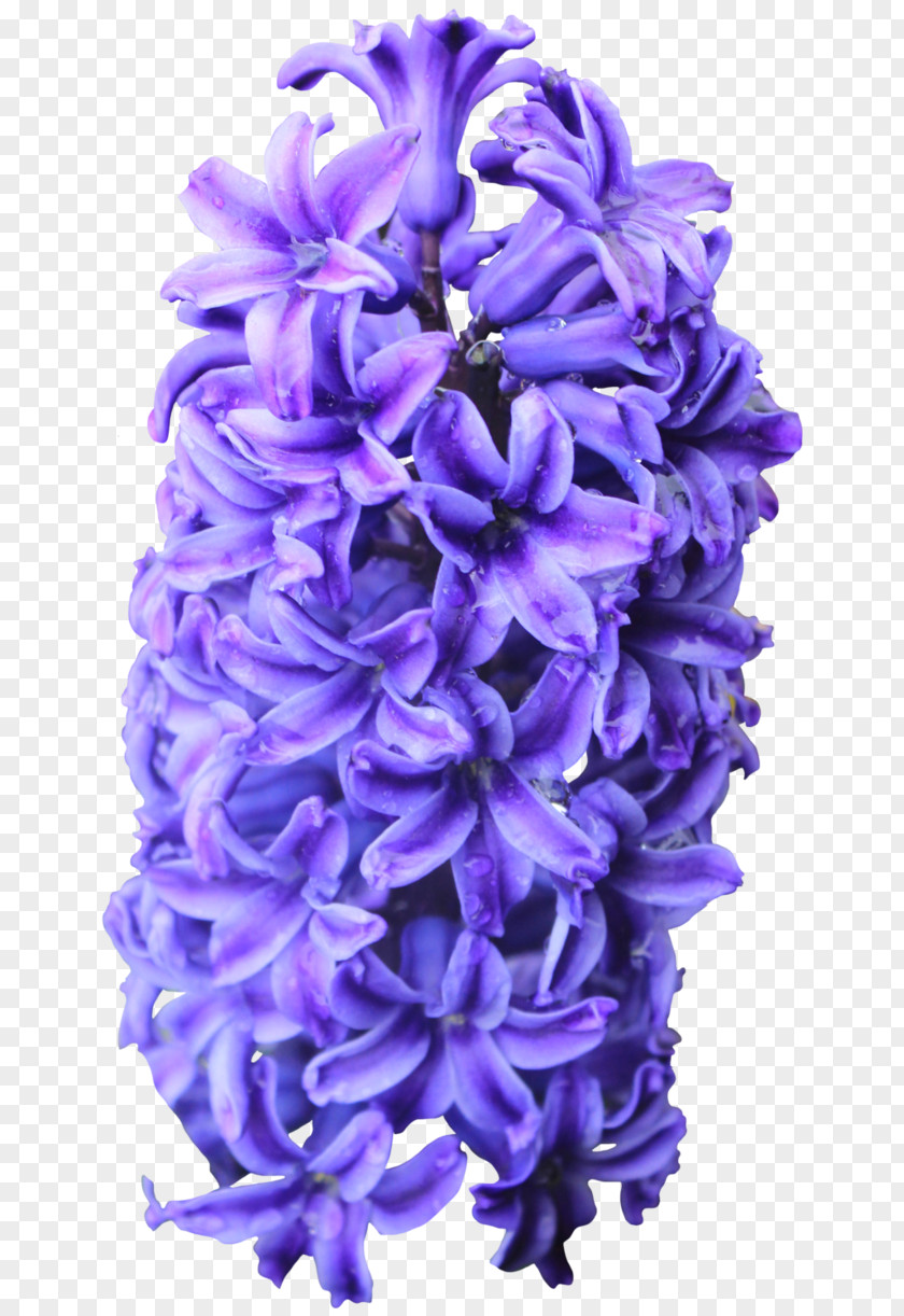 Purple Flowers Hyacinthus Orientalis Flower Information Clip Art PNG