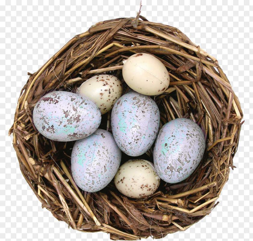 Bird Edible Bird's Nest Egg House Sparrow PNG