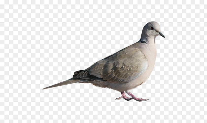 Bird Homing Pigeon Stock Dove Columbinae PNG