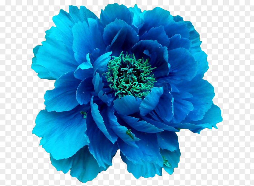 Blue Flower Moutan Peony Clip Art PNG