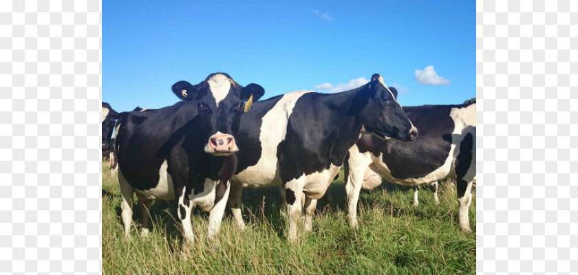 Dairy Cattle Milk Farming Water Buffalo PNG